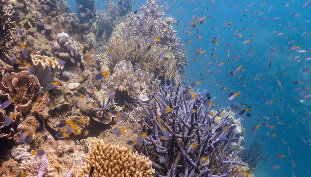 Passeio na Ilha Fitzroy 2 - Snorkeling e Barco com Fundo de Vidro - Foto 5